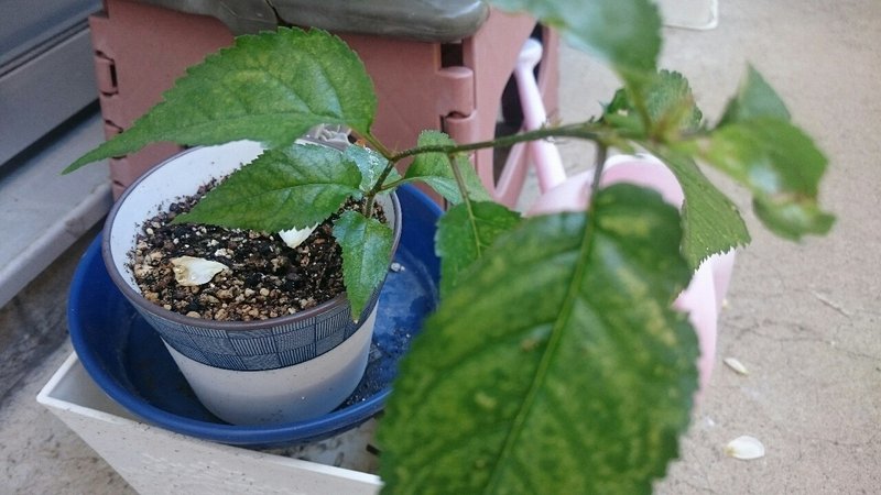 桜盆栽キットとやら かーこ Note