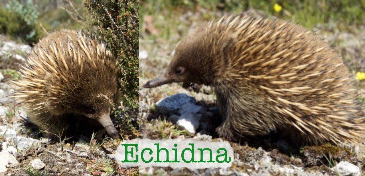 エキッナって何 誰 オーストラリアのかわいいアニマルです りるわさび えいか Note エキッナって何 誰 オーストラリアのかわいいアニマルです りるわさび えいか Note