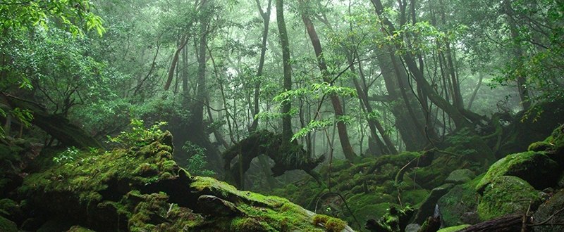 森林の思考 砂漠の思考 を読んで 白滝みえ Note