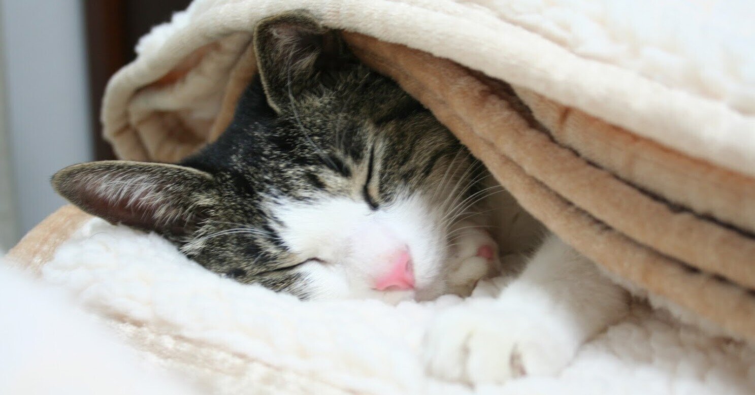 11月日 今日は何の日 明日は何の日 にゃぱねっと Note