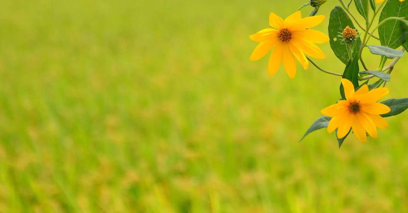 育てる 緑肥や家庭菜園にも活躍する菊芋 キクイモ とは 60 ひまわり Note