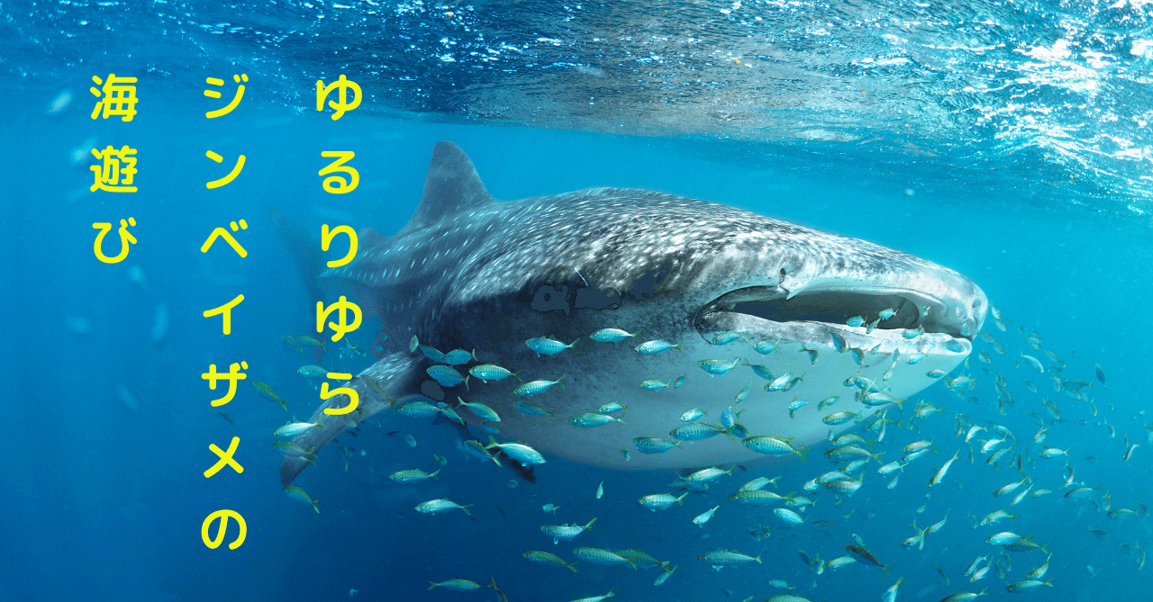 俳句幼稚園 季語 鮫 鱶 のんちゃ Note