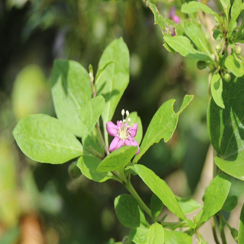 クコ ゴジベリー あおはくたき Note