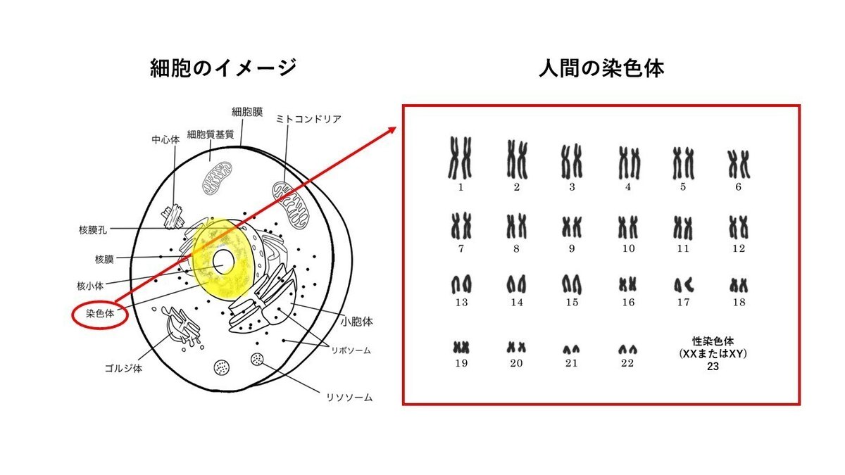 染色体