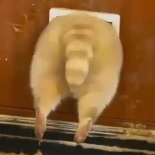 ききりんこ