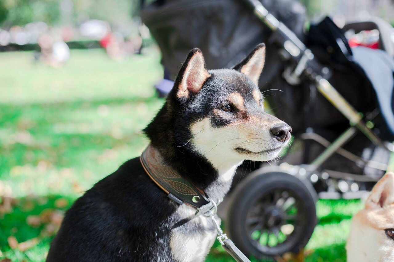 Trip 私のフィンランド探訪記 05 ドッグフレンドリーに触れる Lapuan Kankurit 表参道 Note