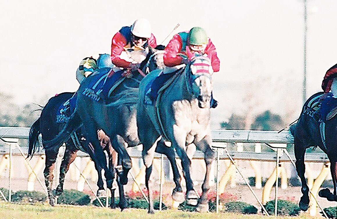 稲妻2世芦毛タマモクロス写真パネル（1988年12月25日中山有馬