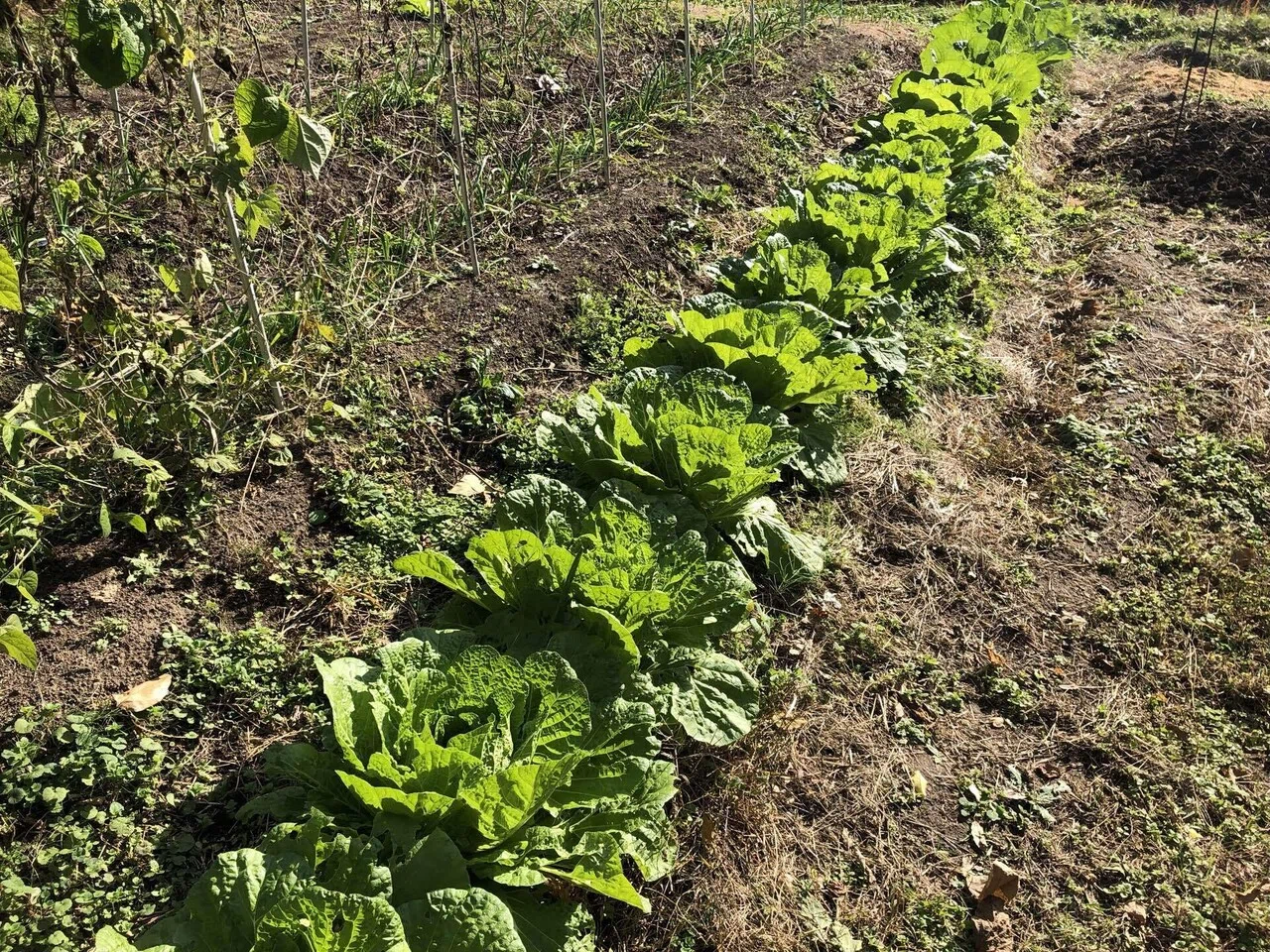 今日の収穫｜MUNA_FARM 無農薬自給自足｜note