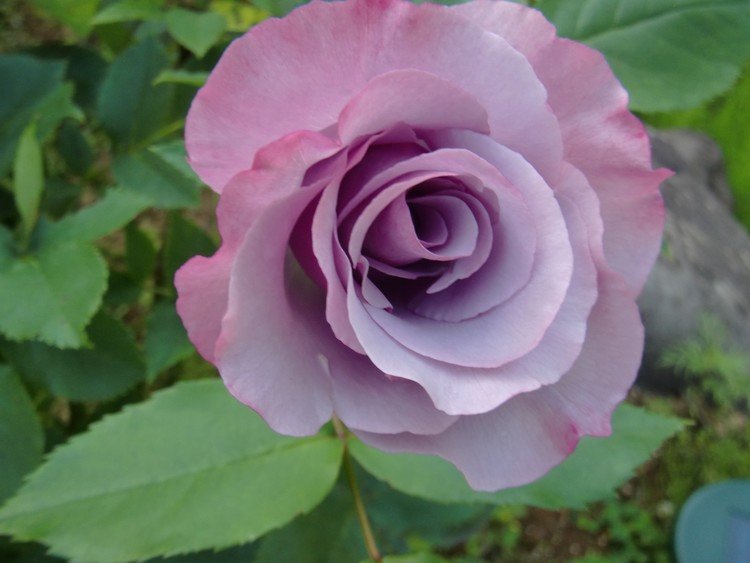 サンローランのフレグランスに捧げられた薔薇「ディオレサンス」。ディオリッシモとは違うのだろうか？わたしのお気に入りの香りだった。ディオレサンスはブルー系の香り。