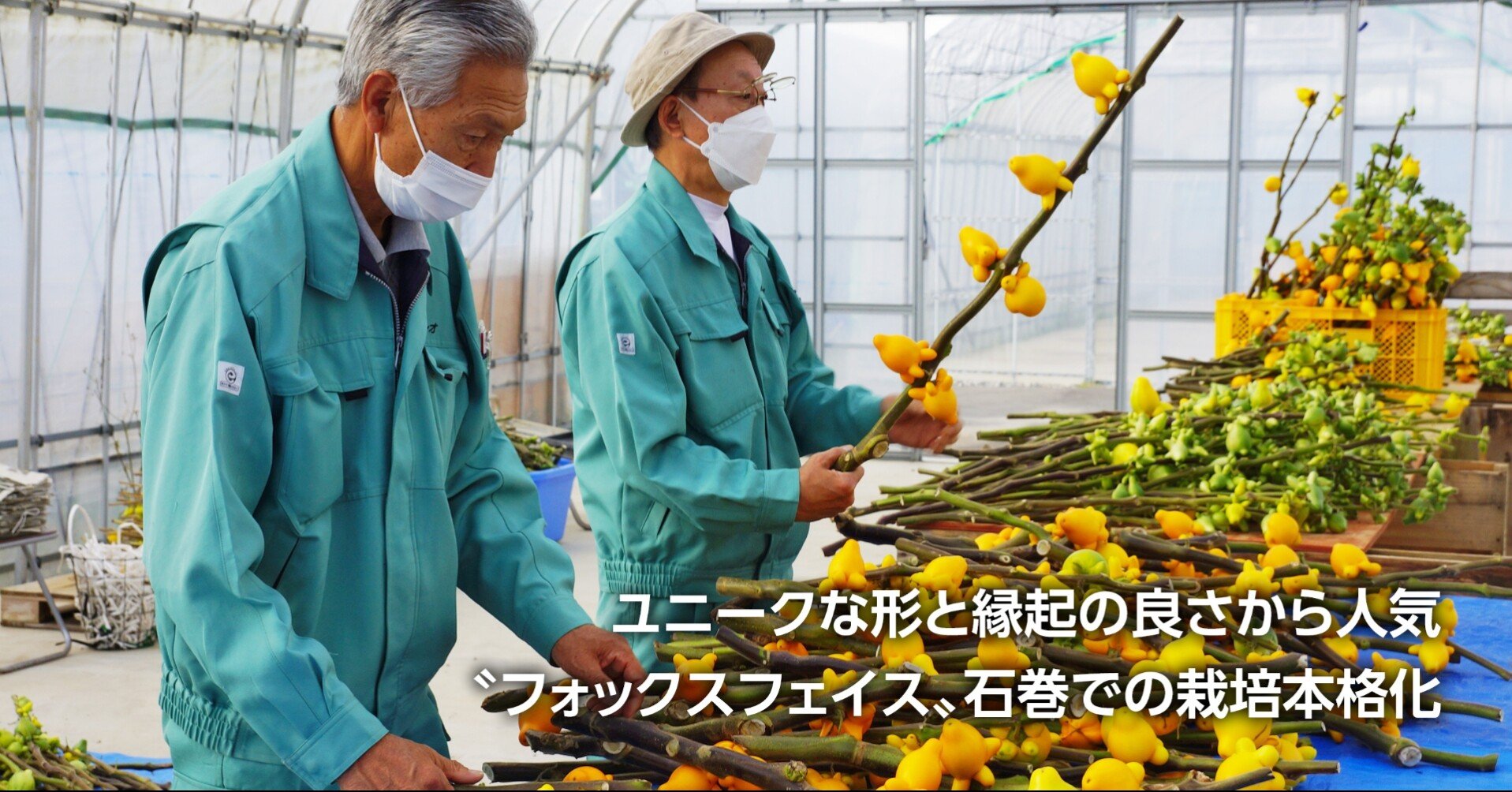 縁起招く黄金色の実 キツネ顔の ツノナス ソーシオ農園 石巻で栽培 石巻days 石巻日日新聞社公式 Note