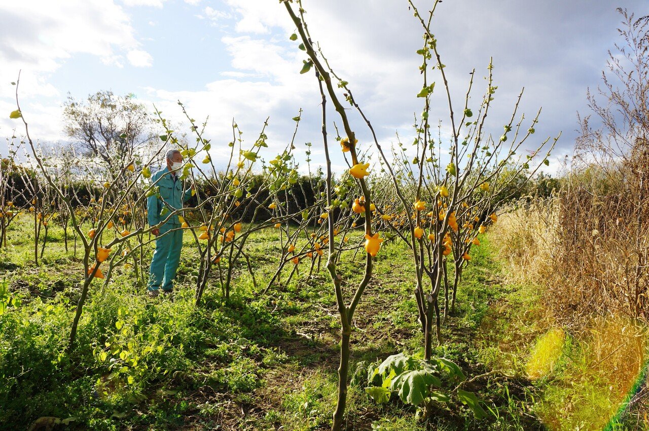 縁起招く黄金色の実 キツネ顔の ツノナス ソーシオ農園 石巻で栽培 石巻days 未来都市の生き方 Note