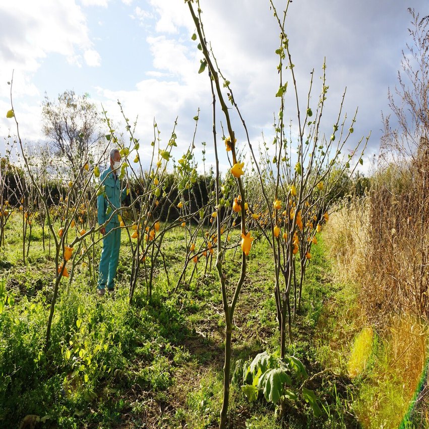 縁起招く黄金色の実 キツネ顔の ツノナス ソーシオ農園 石巻で栽培 石巻days 石巻日日新聞社公式 Note