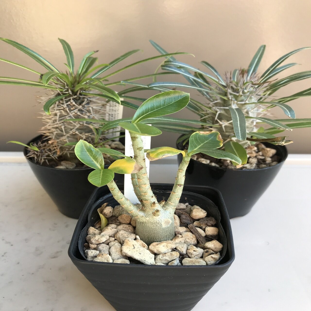 渋谷英一 作品 小型アガベ 多肉植物 パキポ 渋谷英一 作品 小型アガベ