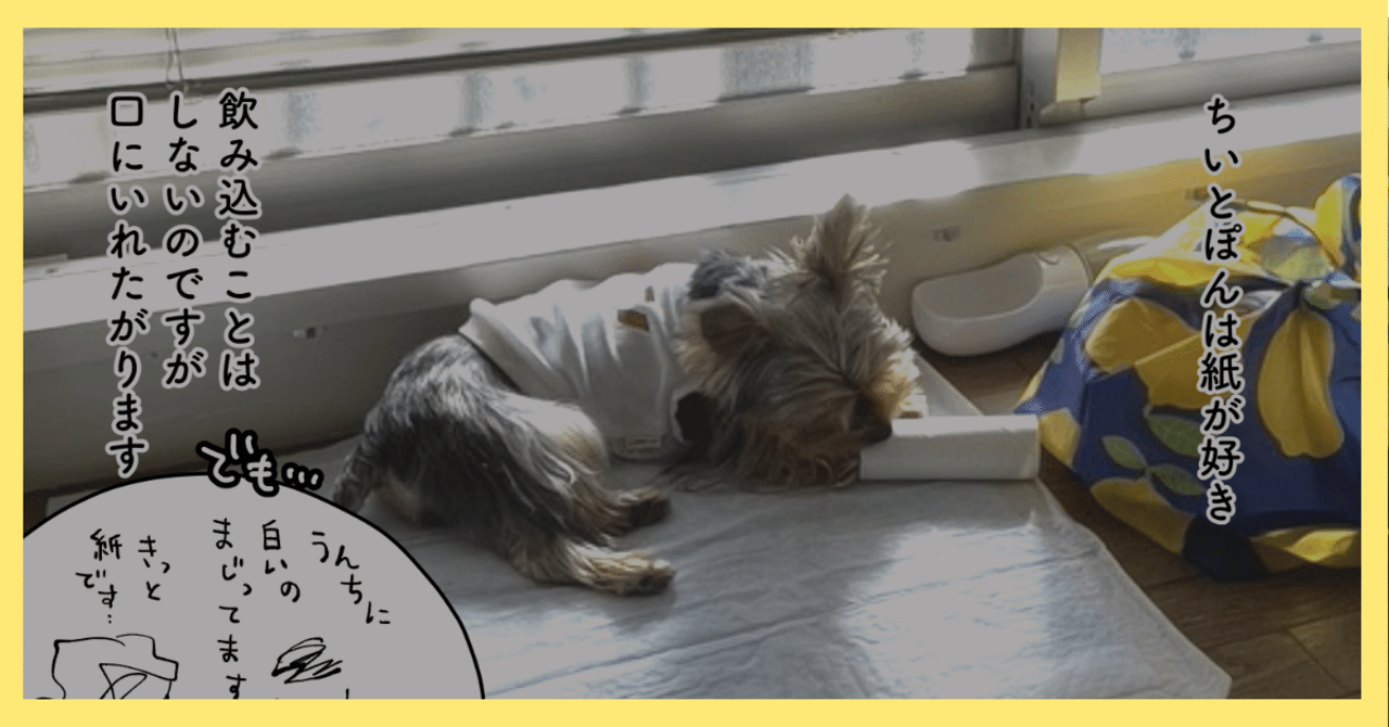 こいぬが濡れると膨らむトイレシートを食べてしまった話 Yuhkitakada Note こいぬが濡れると膨らむトイレシートを食べてしまった話 Yuhkitakada Note