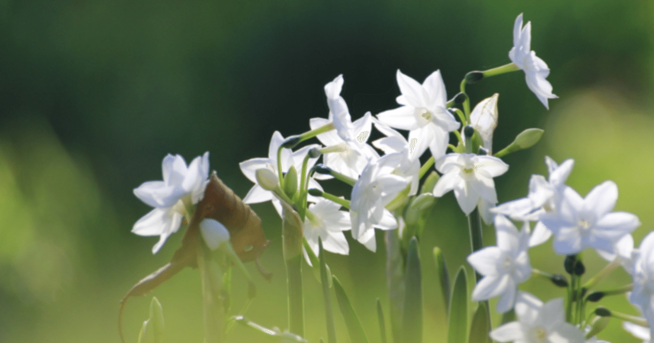 俳句ポスト365兼題「水仙」で詠む｜紫乃
