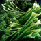 parsleyfarmer