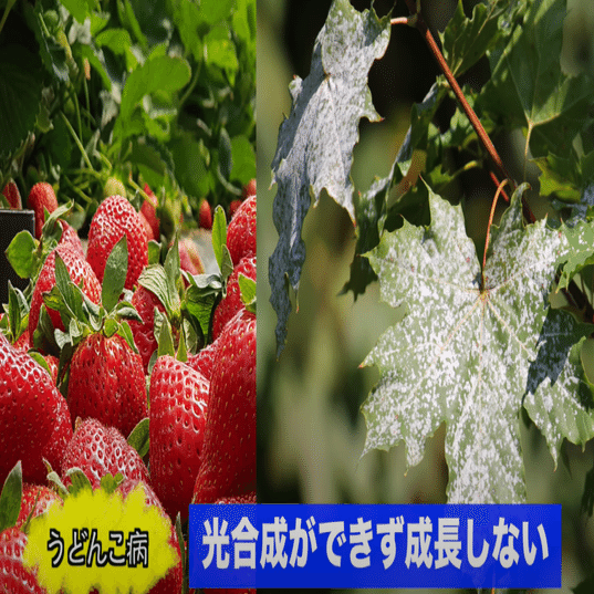 いちご栽培 初心者もわかる 3つの病気の原因と対策 井上寅雄農園 井上隆太朗 Note