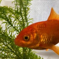 金魚のあくびの21年のノート Note