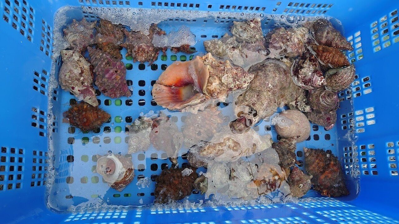 ヤドカリ 生き抜くために 嶺村丸 Note ヤドカリ 生き抜くために 嶺村丸 Note