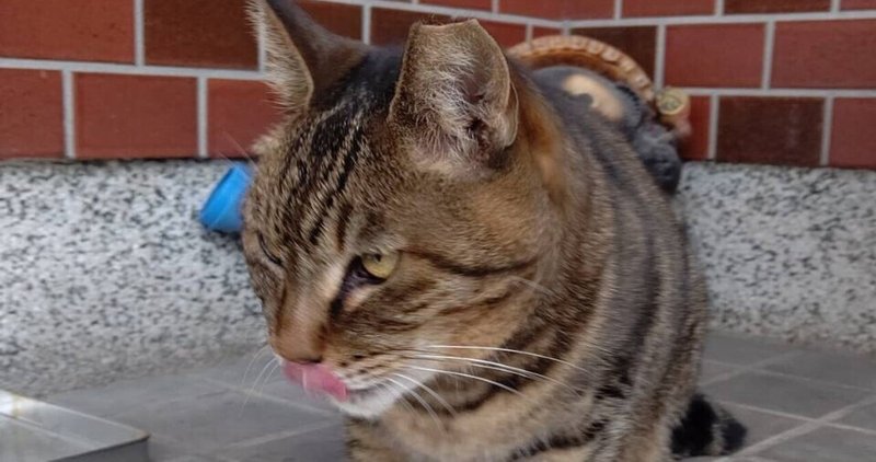 よく食べる野良猫ちゃん（メス）