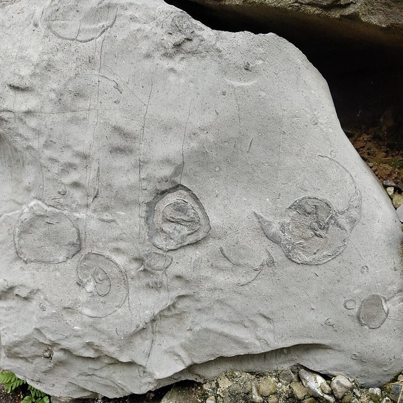 大垣城　ベレロフォンの化石