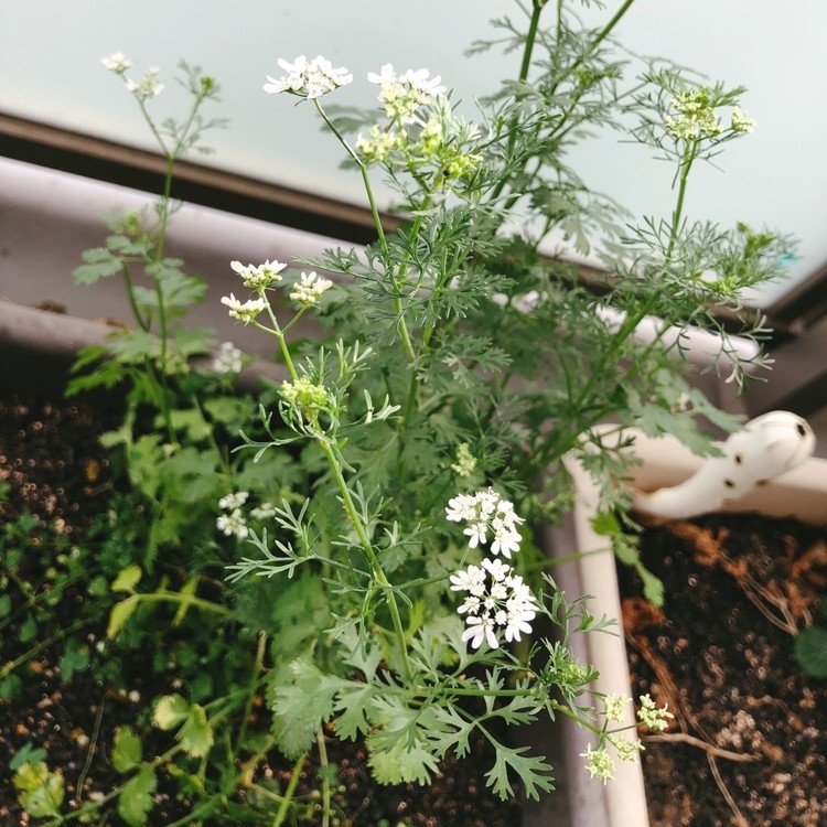 パクチーの花、ますます咲いてきた