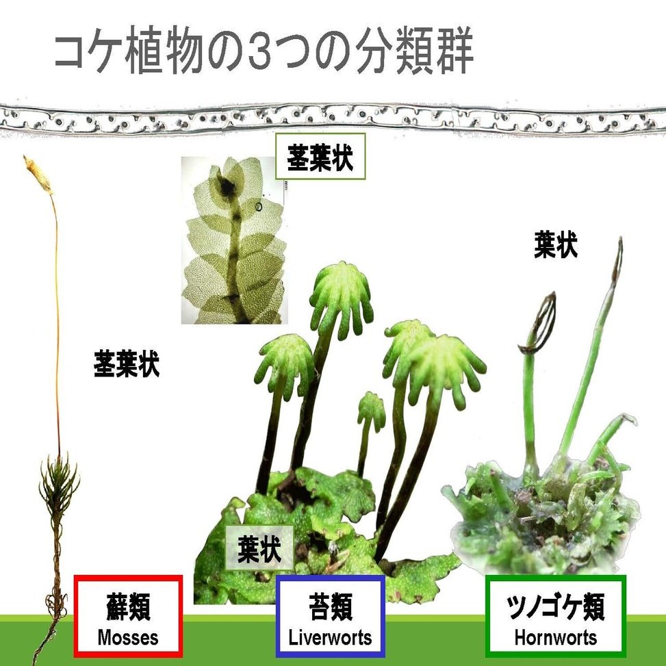 伝道師に学ぶ コケの魅力と楽しみ方 ブンイチ 文一総合出版 Note