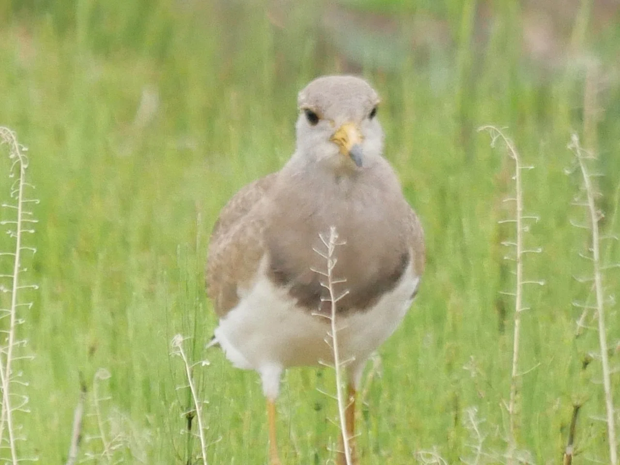 黒い目をしたケリ幼鳥 Haru Kiti Note