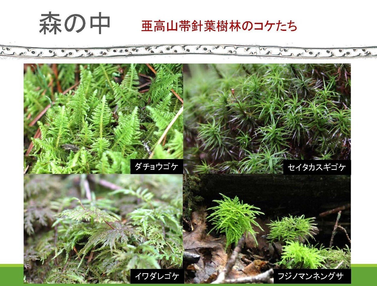 ヒカゲノカズラ 信州産 ご予約ページ 【公式通販】