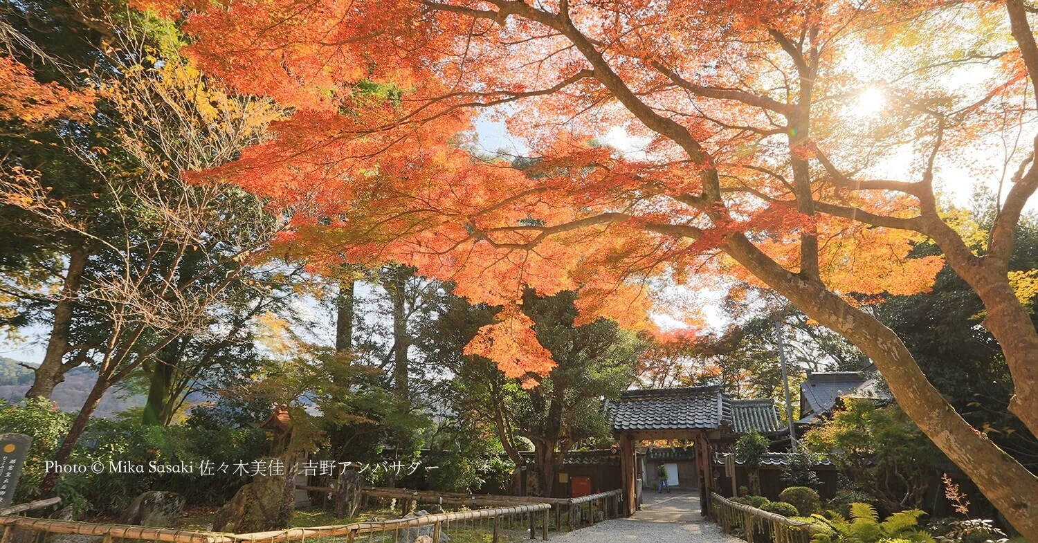 吉水神社の紅葉｜撮影散歩の旅