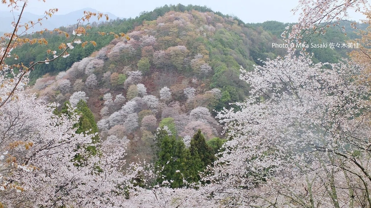 吉水神社の紅葉｜撮影散歩の旅