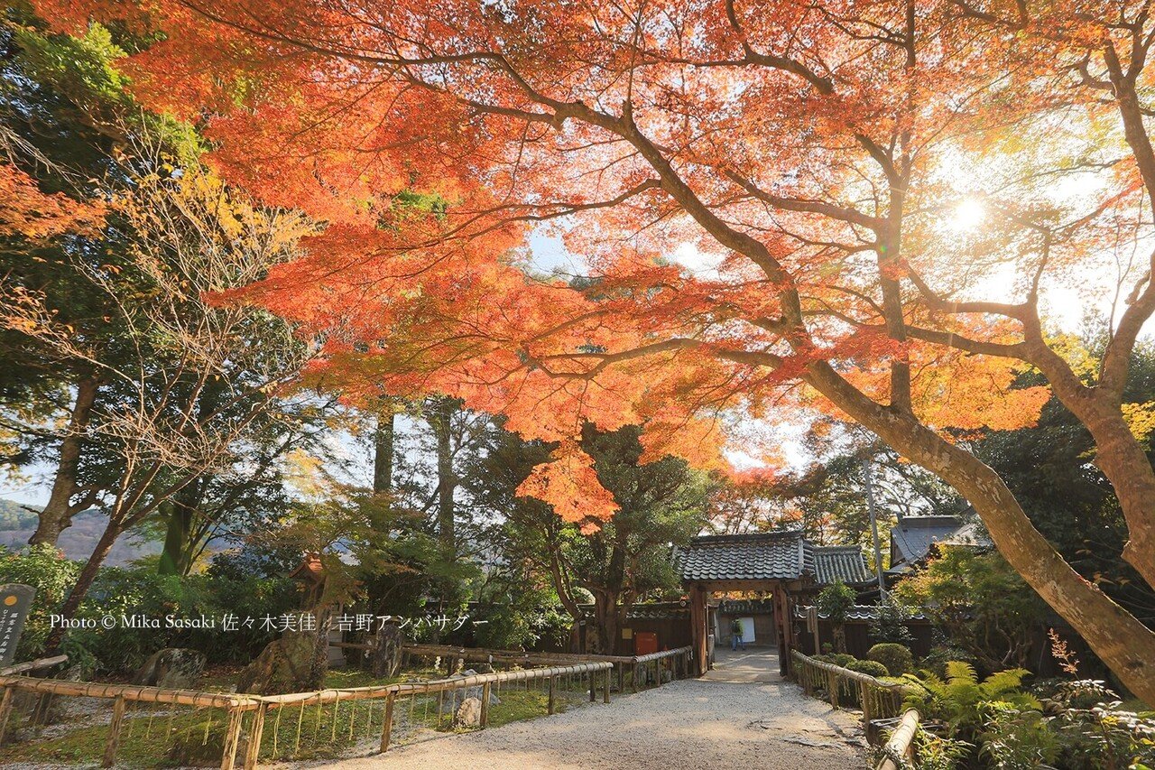 吉水神社の紅葉｜地球散歩の旅