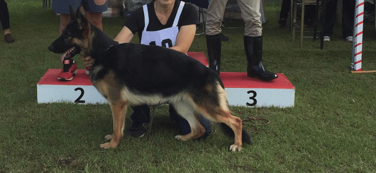 dog_img_1_f55ddebf5a47.jpg