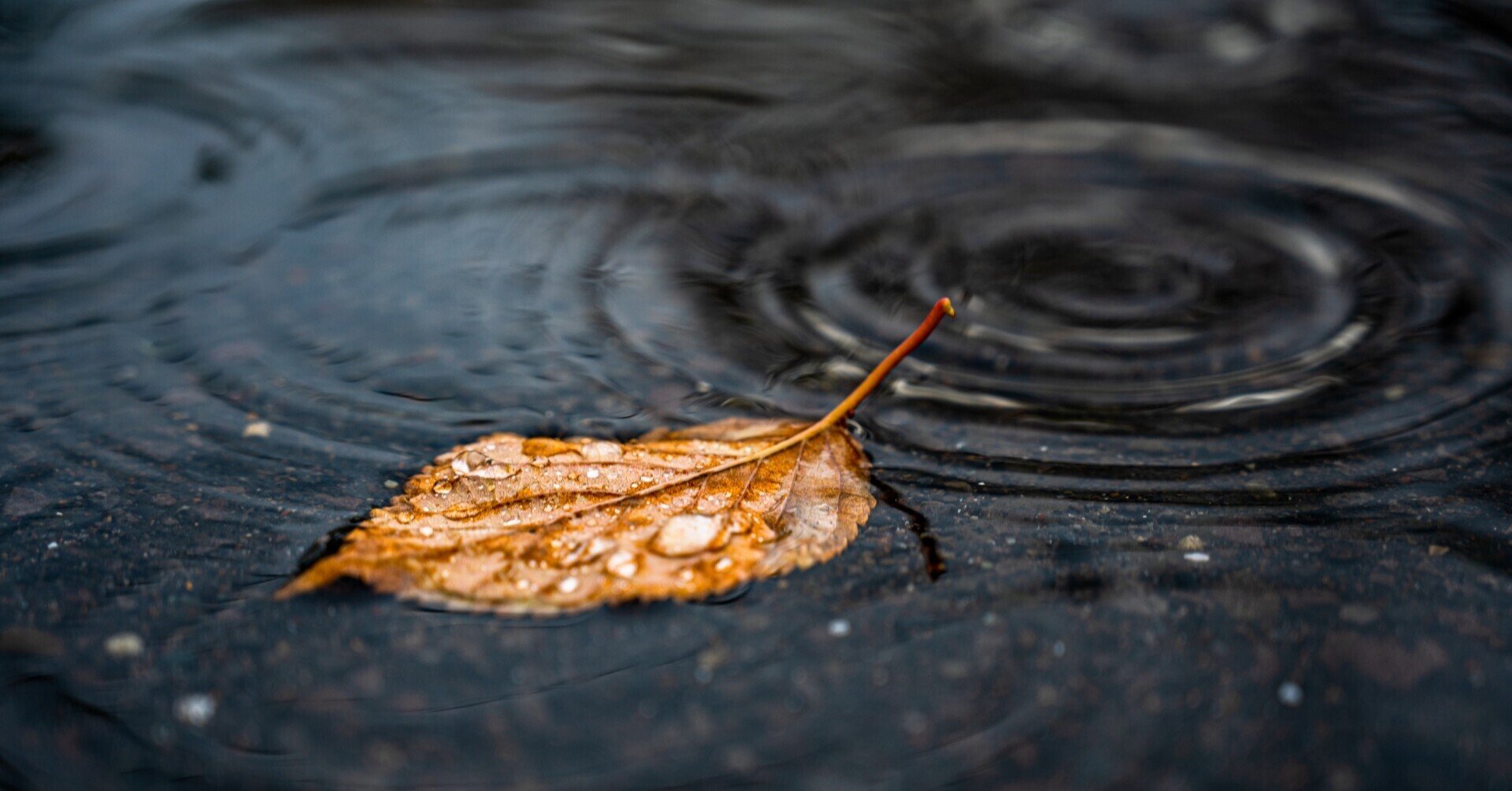 けふばかり人も年よれ初時雨｜芭蕉の風景｜ほんのひととき