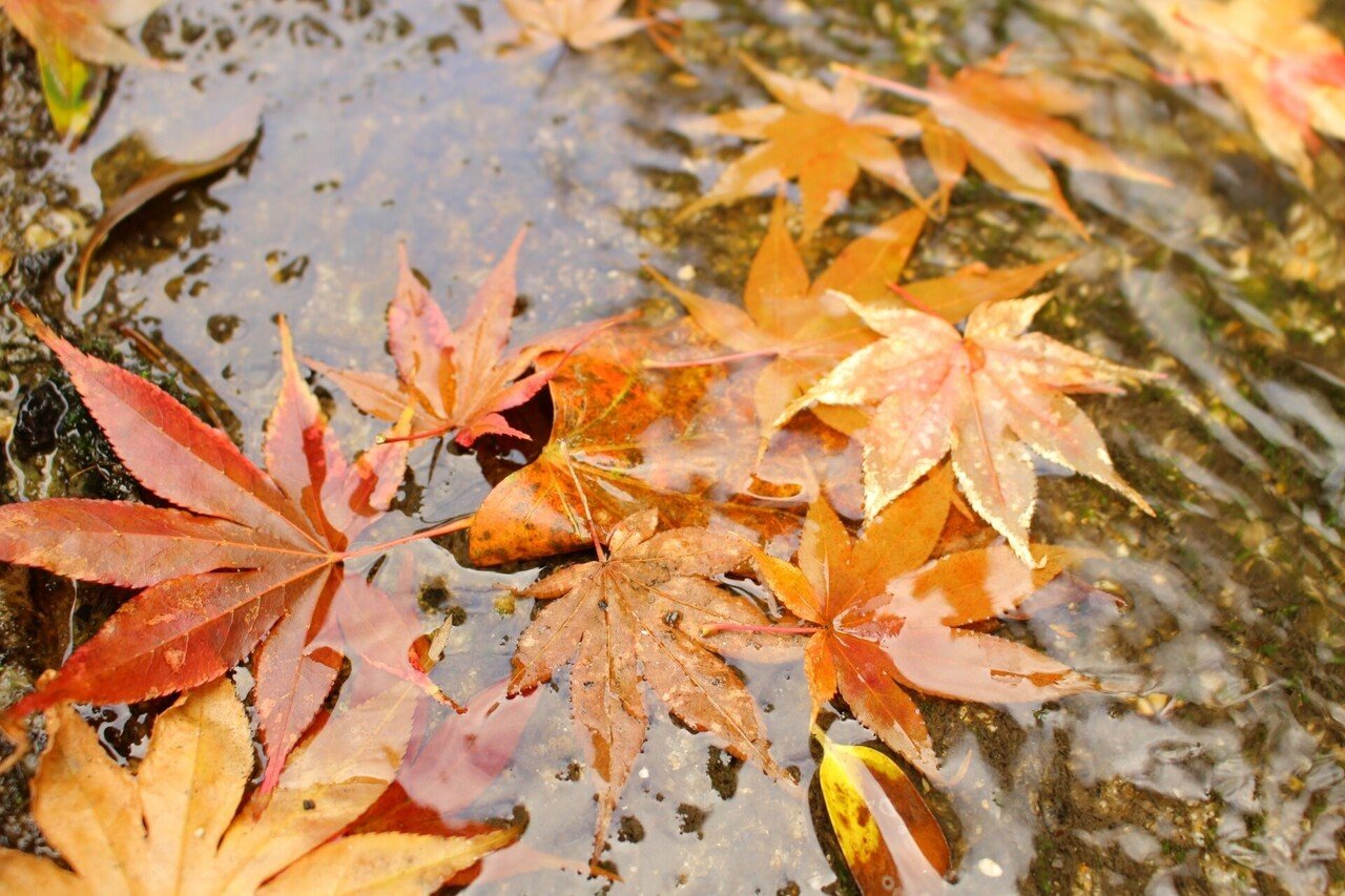 けふばかり人も年よれ初時雨｜芭蕉の風景｜ほんのひととき