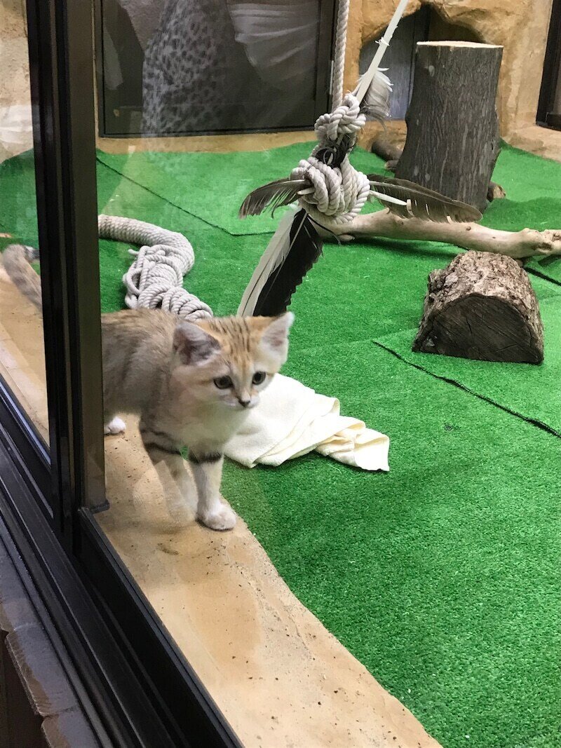 さよならスナネコ4姉妹｜sudacoffeemaster