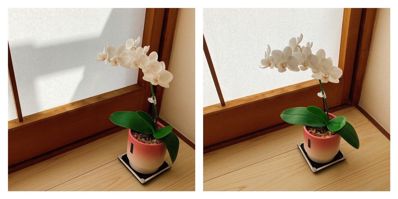 最先端 番外編 熟成胡蝶蘭の成長記録】胡蝶蘭屋の中の人がミニ胡蝶蘭を 和書
