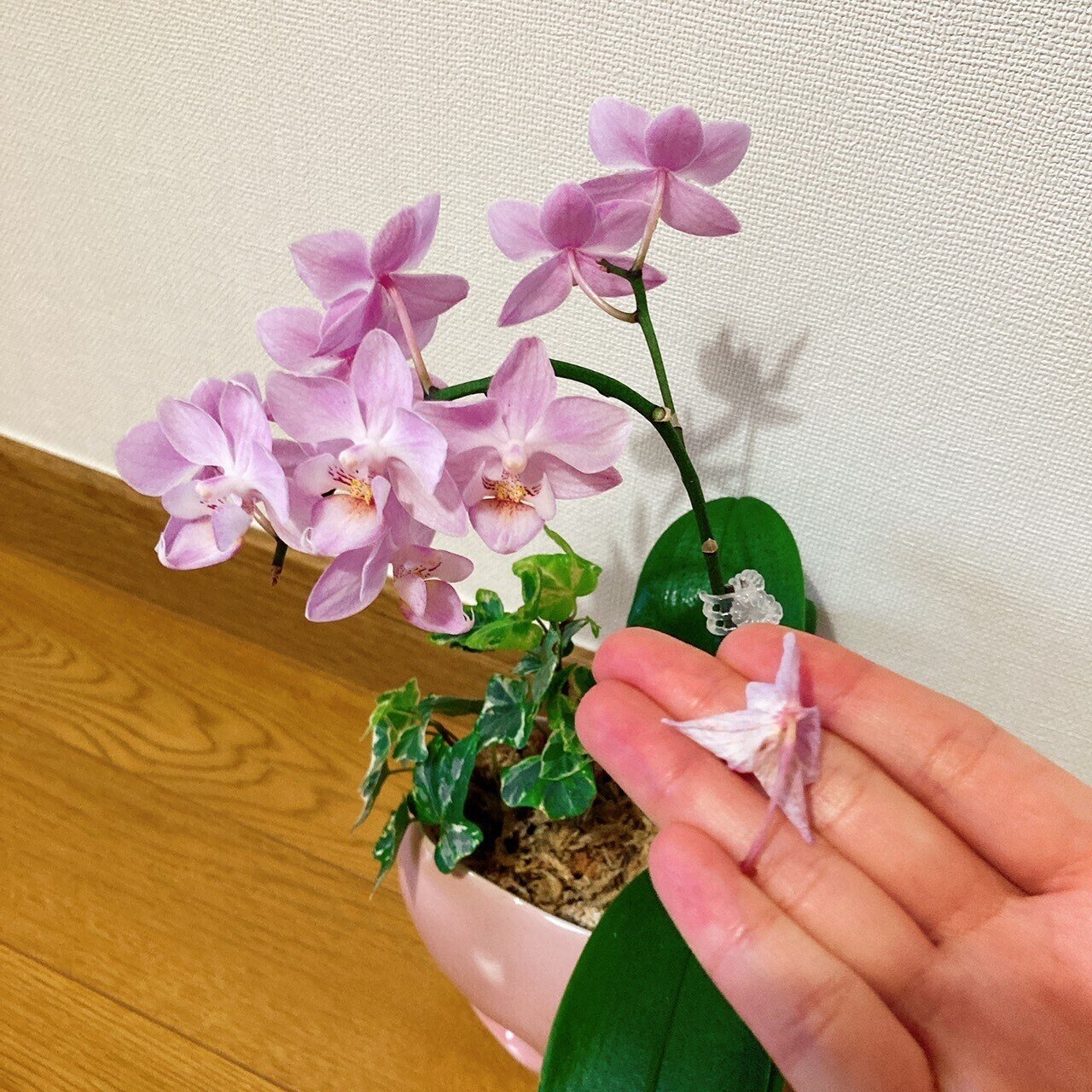 番外編 熟成胡蝶蘭の成長記録】胡蝶蘭屋の中の人がミニ胡蝶蘭を