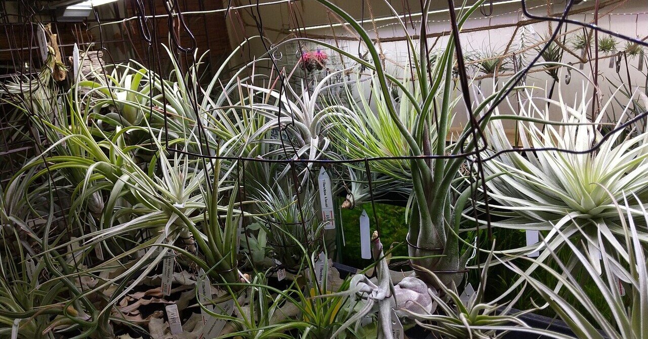 チランジア入荷リスト11/16｜NatureGarden🌿神田