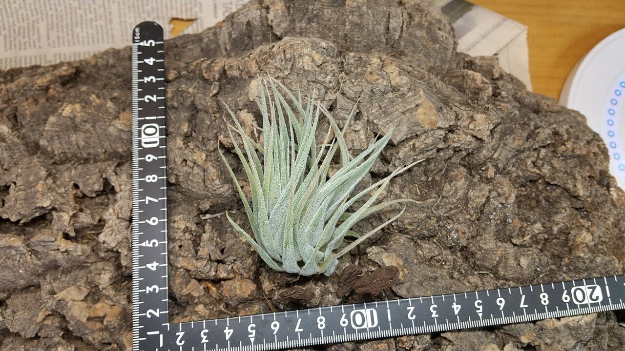 チランジア入荷リスト11/16｜NatureGarden🌿神田