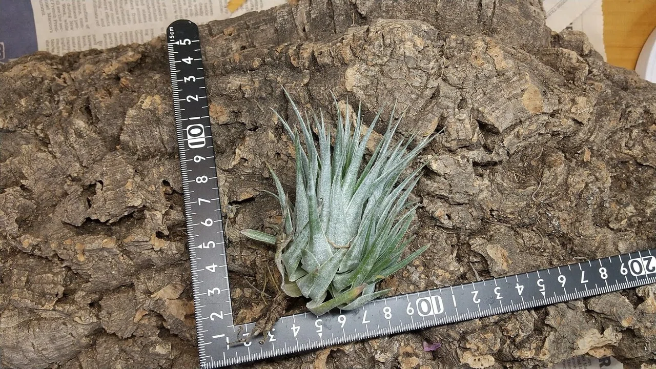 チランジア入荷リスト11/16｜NatureGarden🌿神田