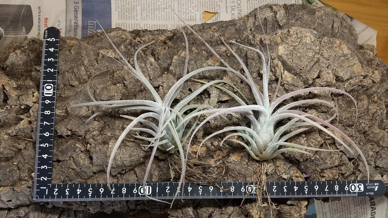 チランジア入荷リスト11/16｜NatureGarden🌿神田