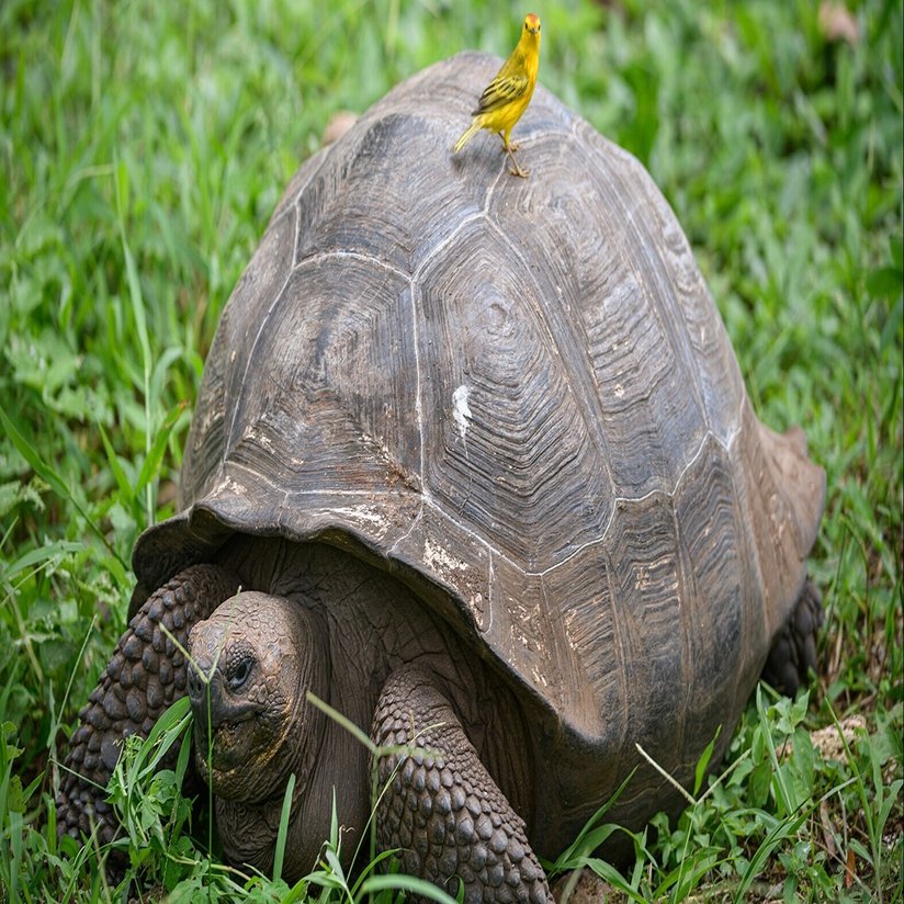 ガラパゴスで出会った生き物たち 爬虫類編 福岡伸一 Note