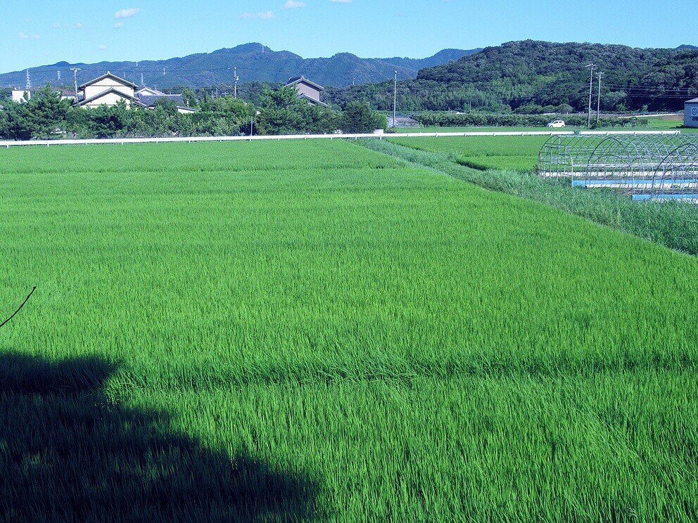 6金沢町　大塚古墳東眺望