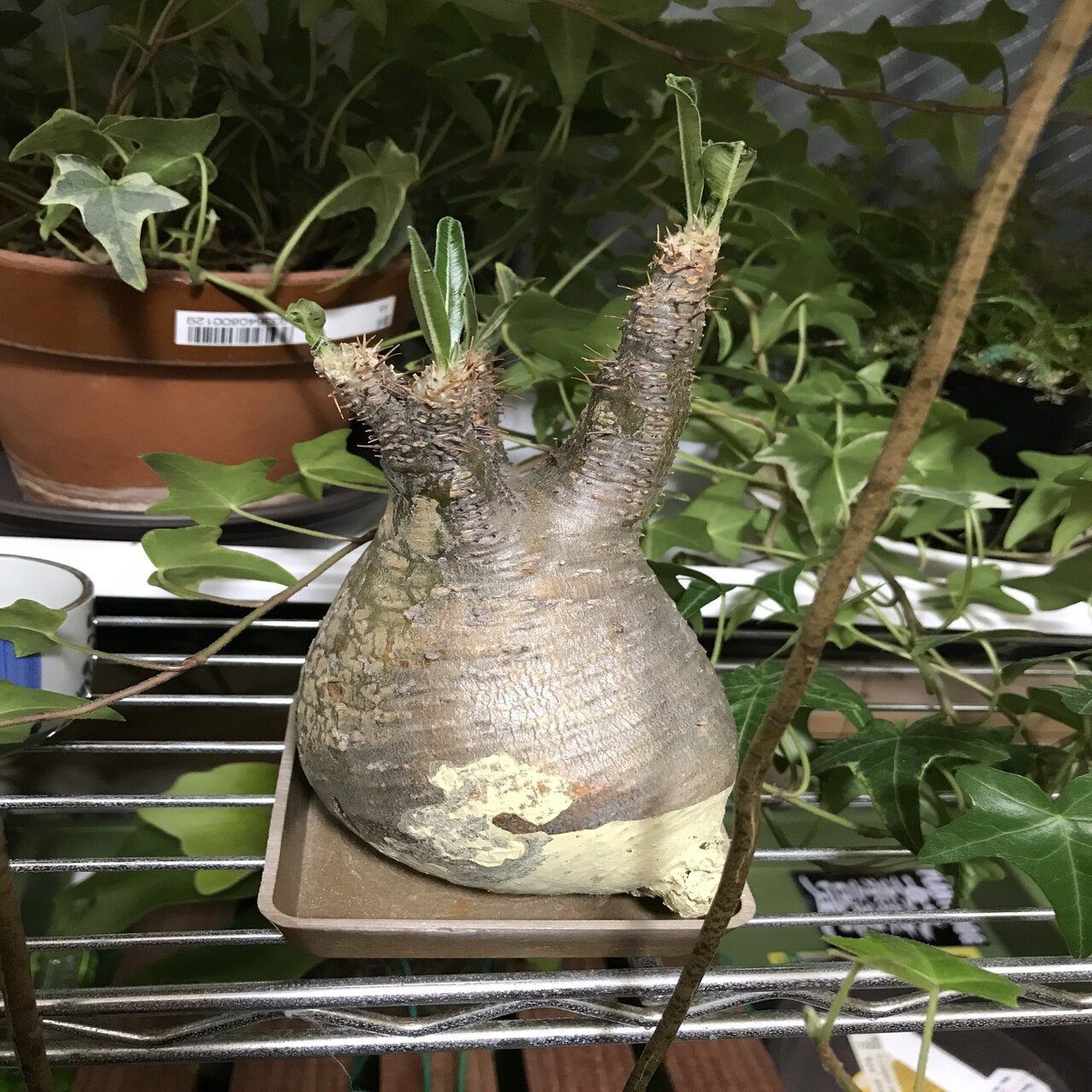 冬だけどグラキリスを発根させる！①｜徒長草