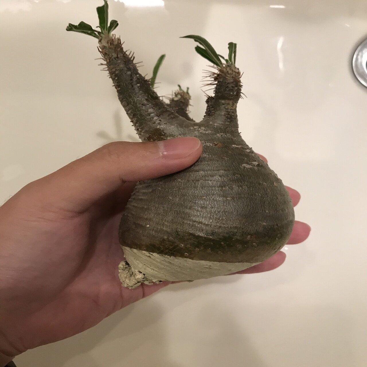 冬だけどグラキリスを発根させる！①｜徒長草