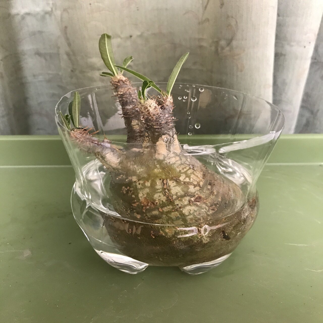 冬だけどグラキリスを発根させる！①｜徒長草