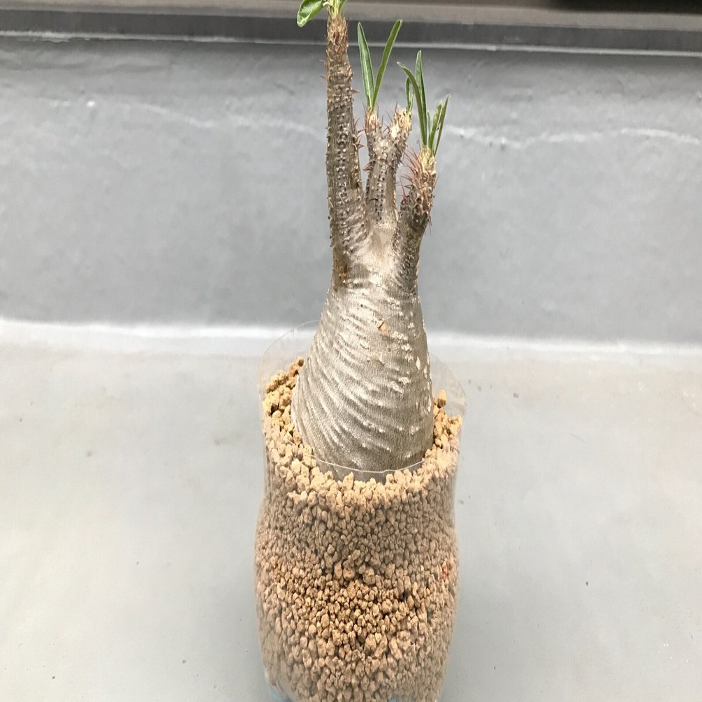 冬だけどグラキリスを発根させる！①｜徒長草