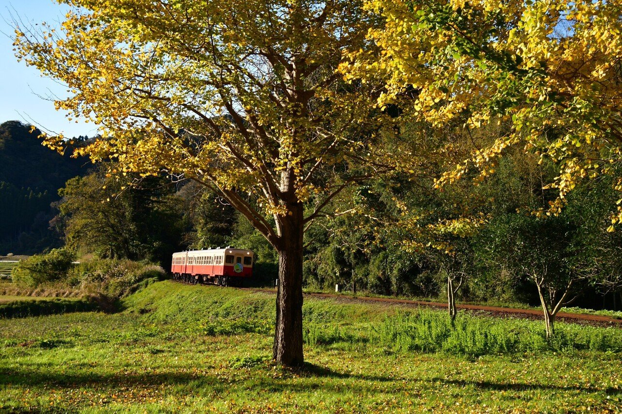 絶景紅葉列車の旅－個人的オススメ8選｜野田周作