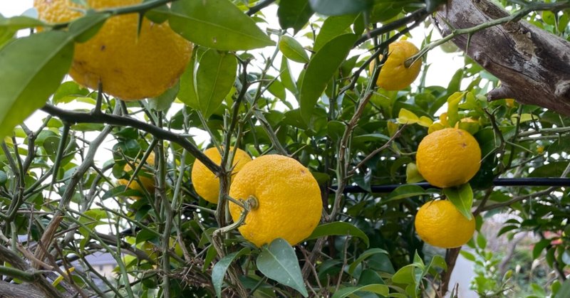 柑橘系の樹木を剪定したら翌年に実がたくさん収穫できるようになった
